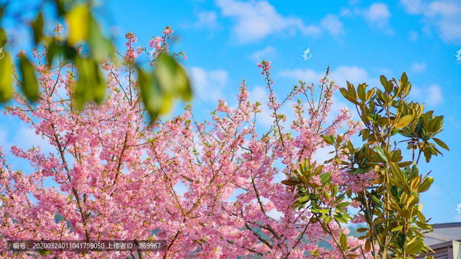 樱桃花树