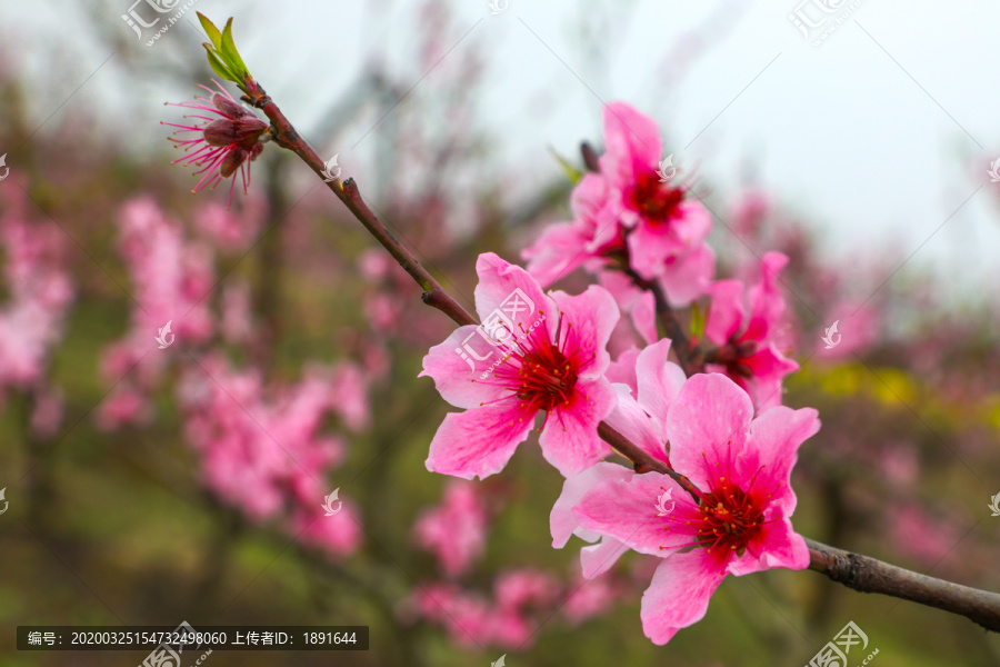 桃花