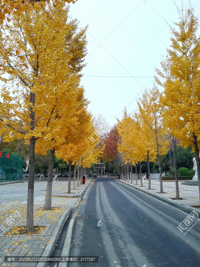 银杏树