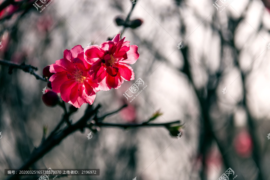 水墨桃花