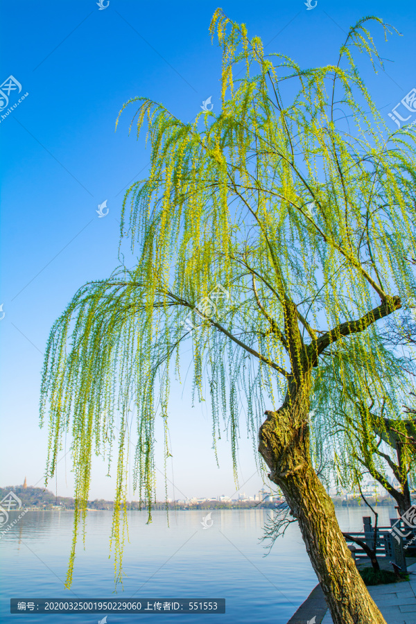 柳树