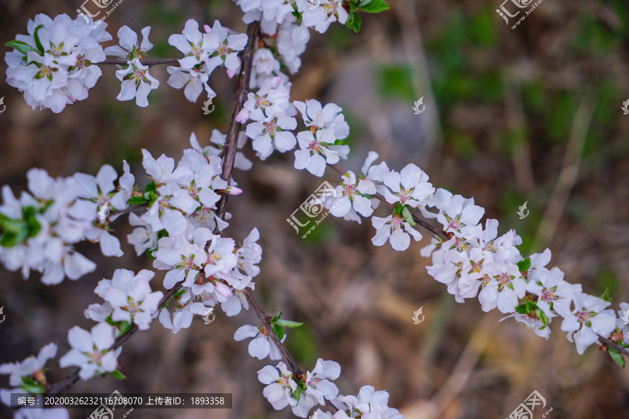 桃花开