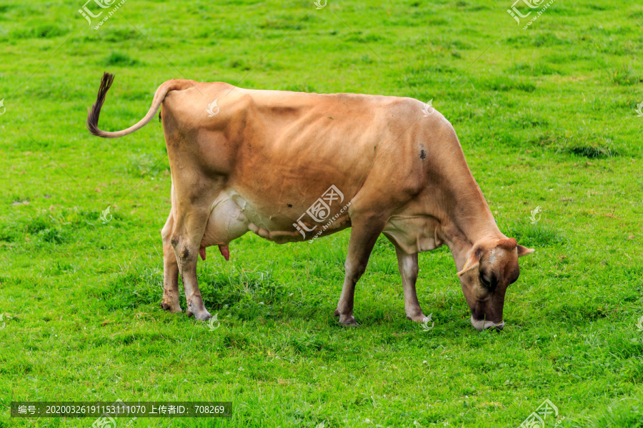 农场草地上的一只奶牛