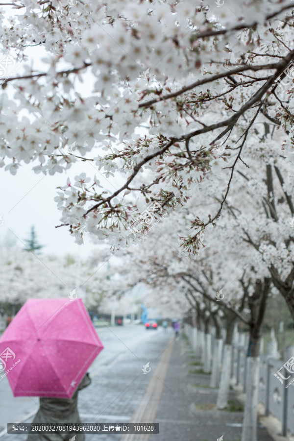 樱花树