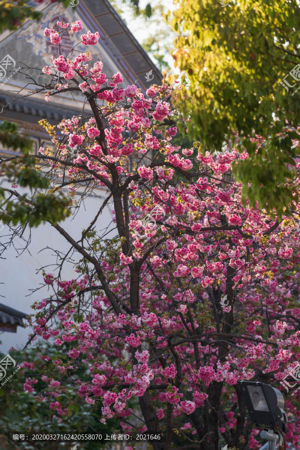 春天逆光下樱花