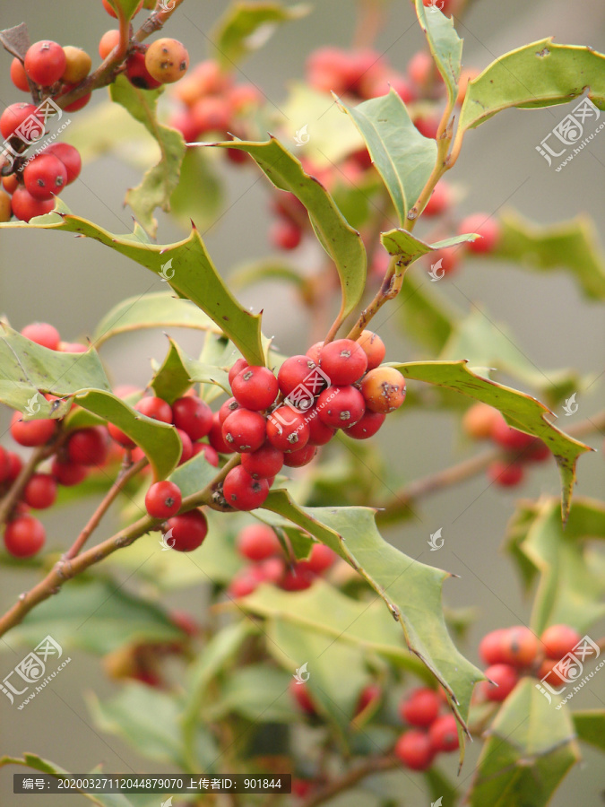 冬青科植物华中枸骨