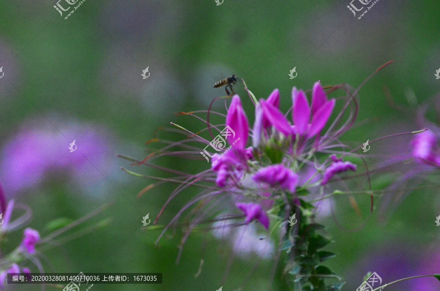 醉蝶花