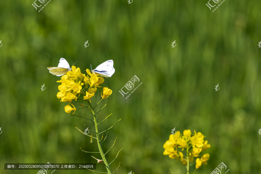 春天油菜花与蝴蝶