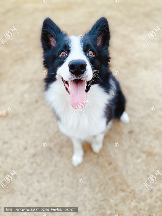 边牧边境牧羊犬