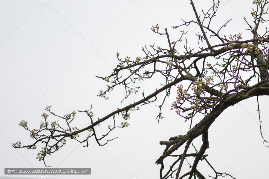 梨花李子花