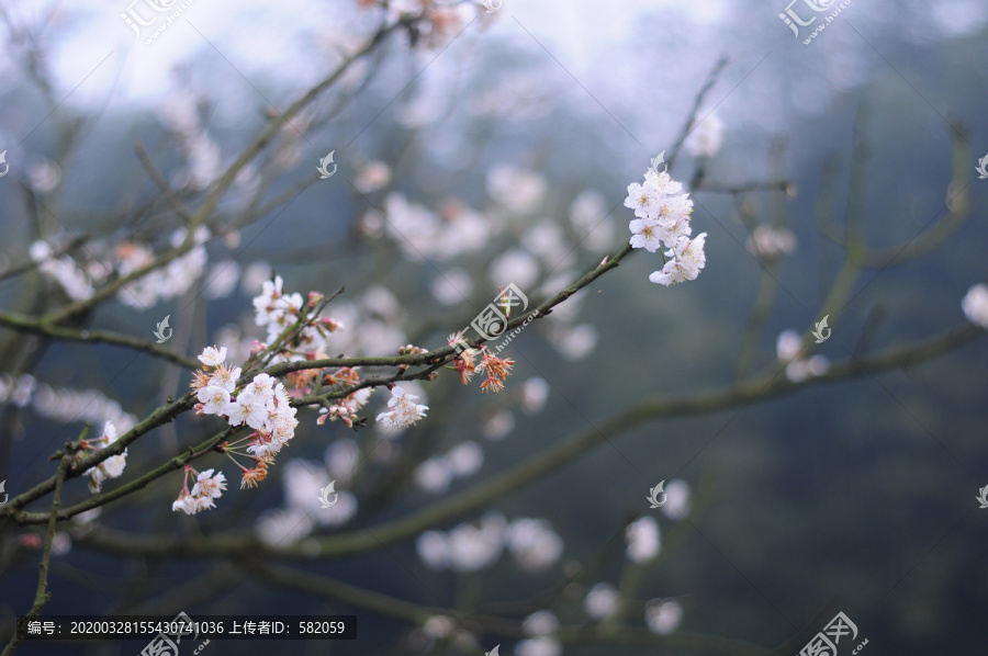 樱花壁纸