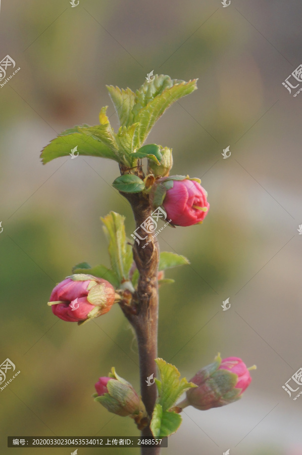 花骨朵绽放