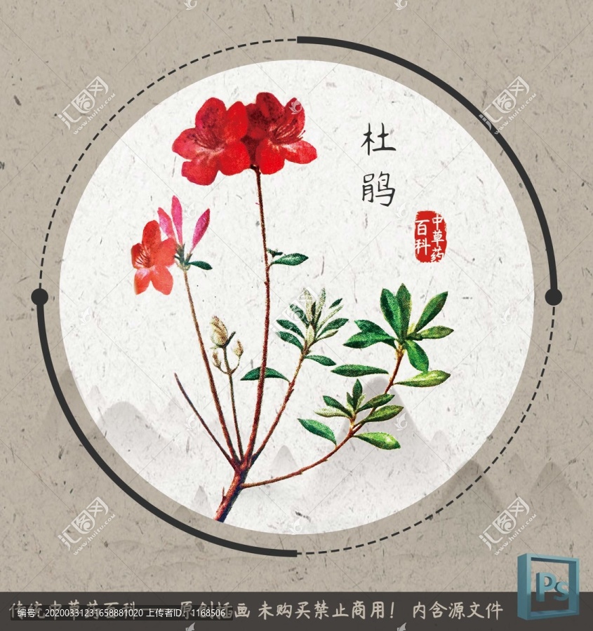 中草药植物百科杜鹃