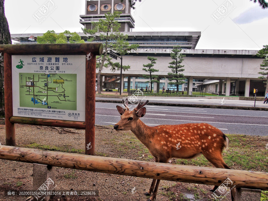 京都小鹿