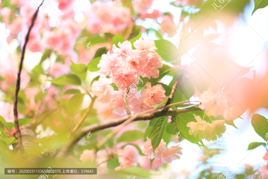 樱花