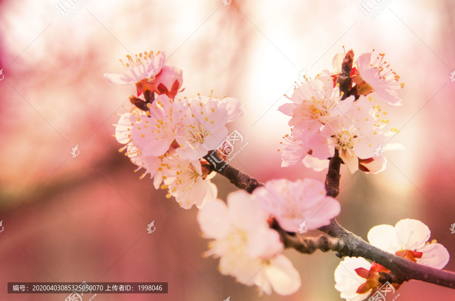 桃花灿烂的日子