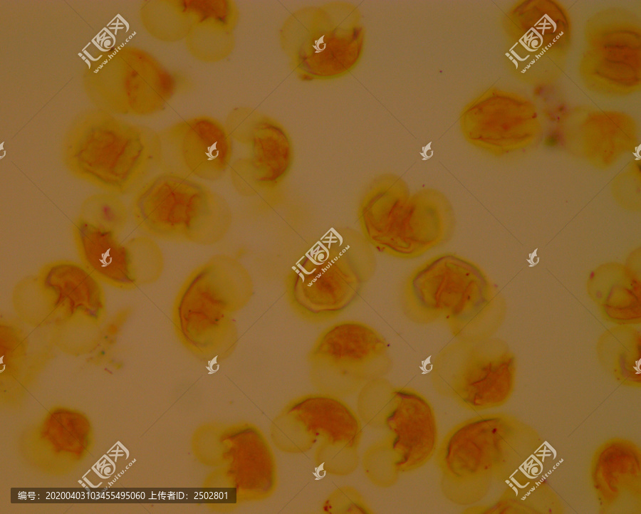 显微镜下的花粉