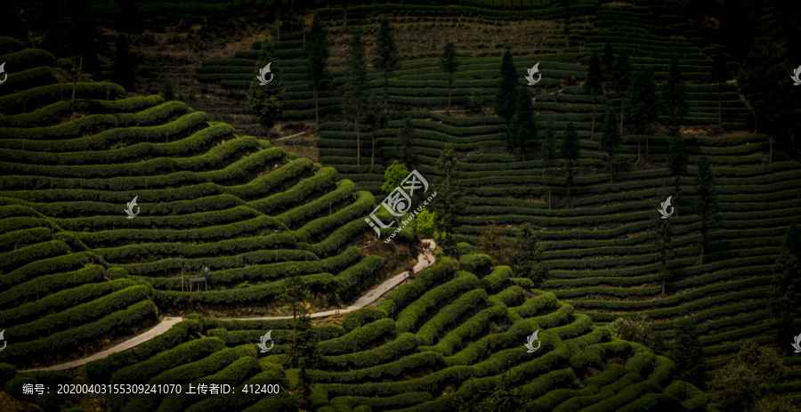 茶山风光