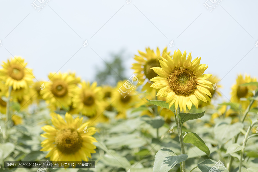 阳光下的太阳花