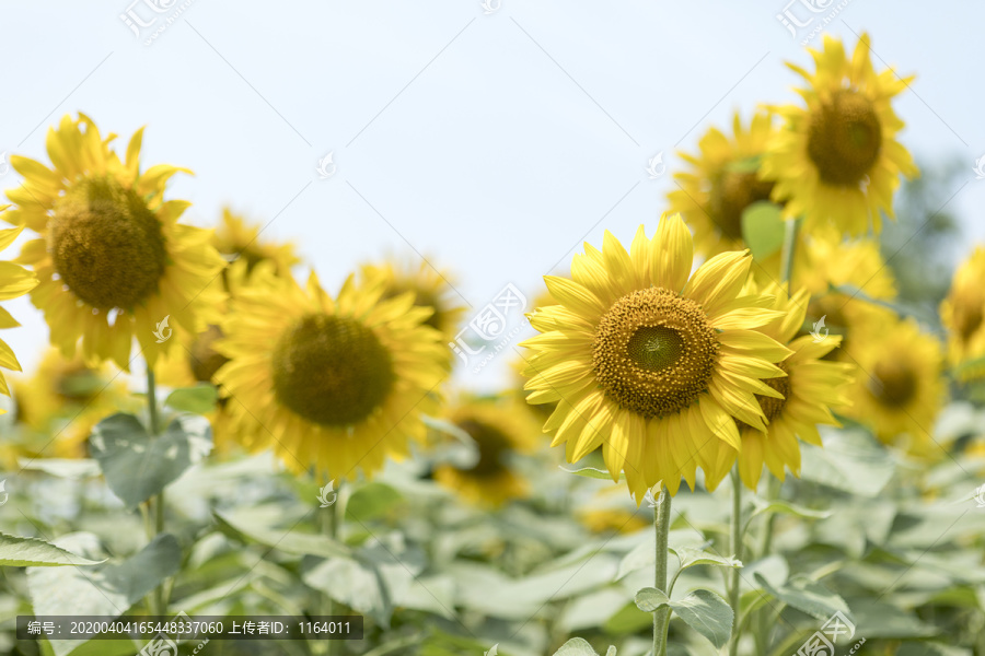 夏天阳光下的向日葵花朵