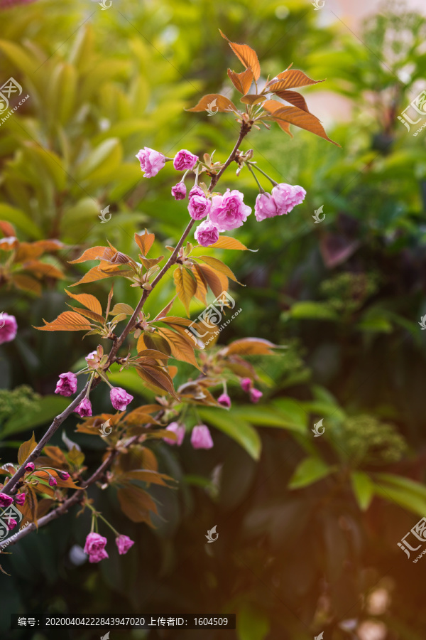 春天盛开的樱花高清