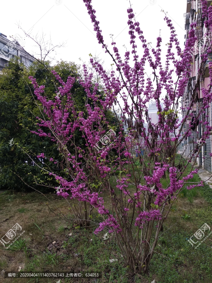 小区春天紫色花卉