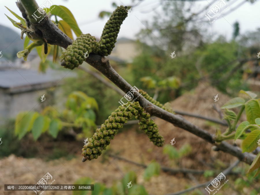 黑桃花