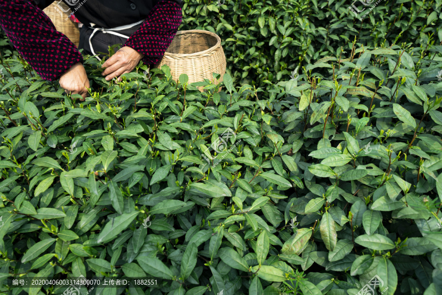 新鲜茶叶采摘