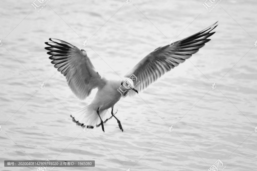 展翅飞翔的渔鸥