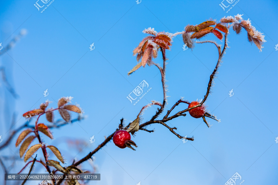 霜冻的野果树枝