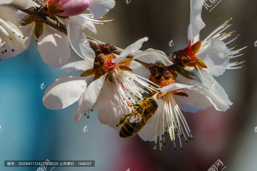 吊在桃树花蕊上的一只蜜蜂