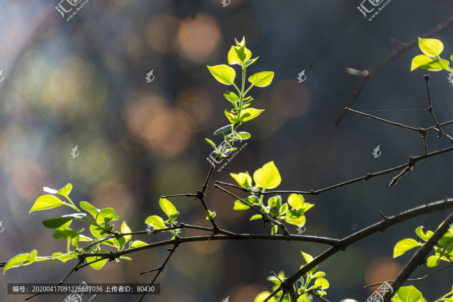 春树发芽