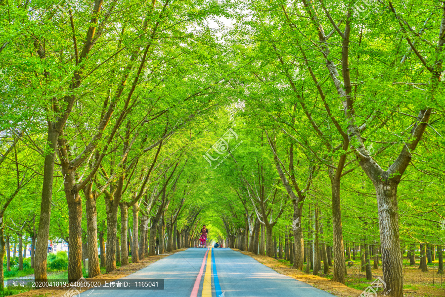 树林隧道