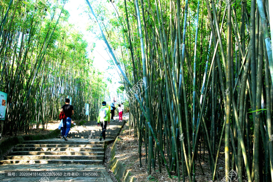 竹林步道