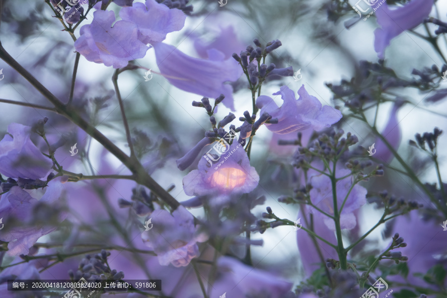 夕阳余晖下的蓝花楹特写