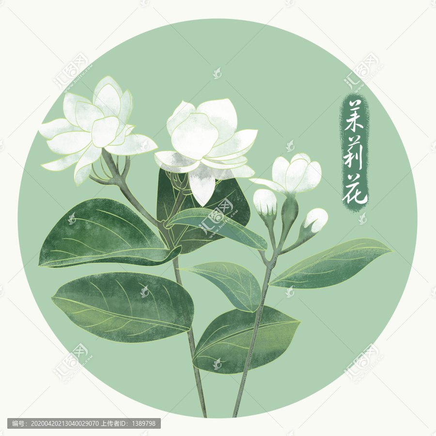 手绘茉莉花