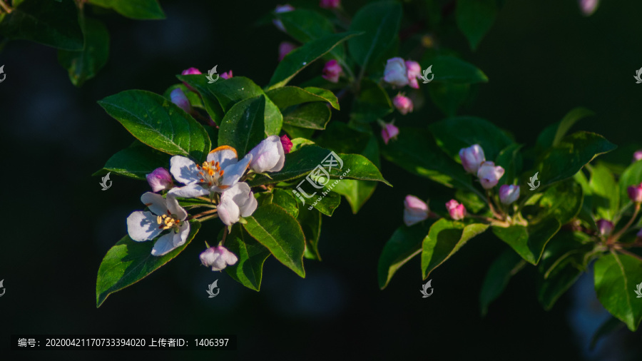 盛开的海棠花