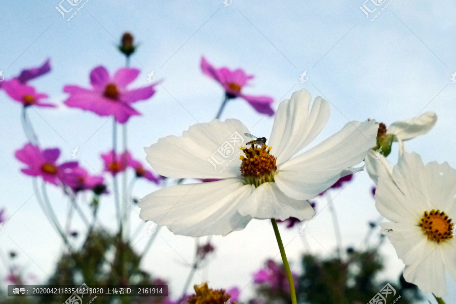 白色和粉红色的波斯菊花