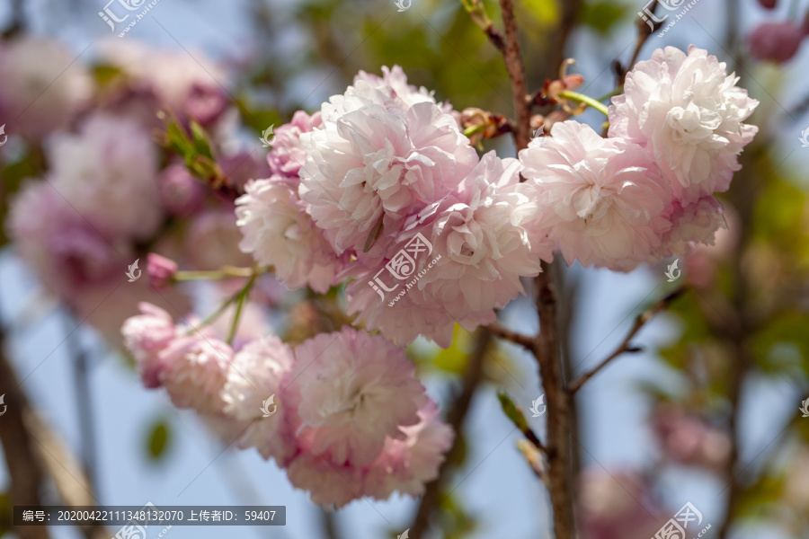 樱花