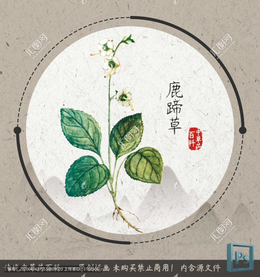 中草药植物插画鹿蹄草