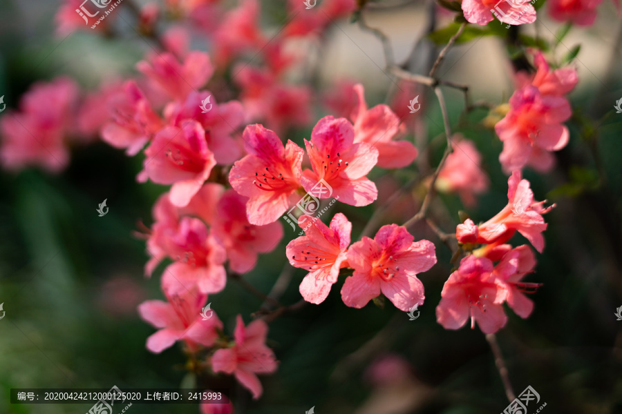 杜鹃花桃花春天鲜花植物