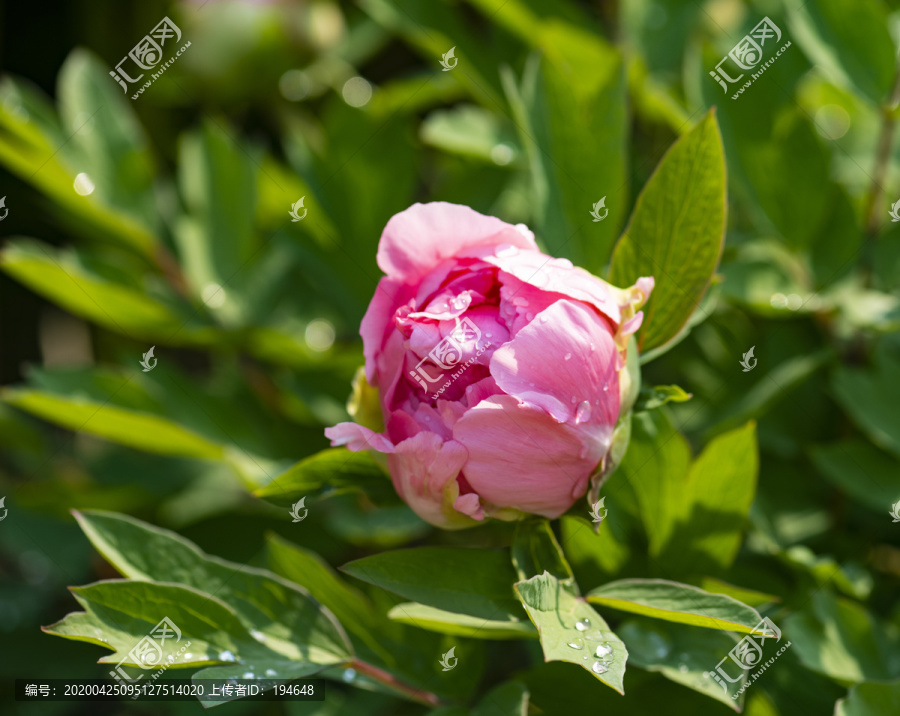 牡丹花