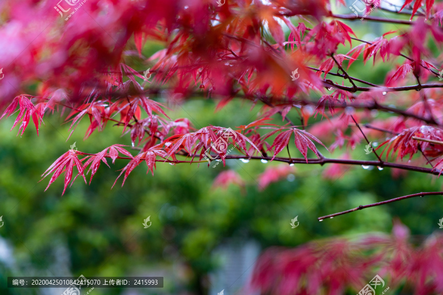红色枫叶初春雨季雨水雨滴