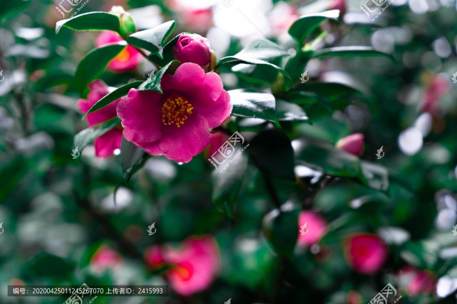 雨水茶花紫红色日系冷调