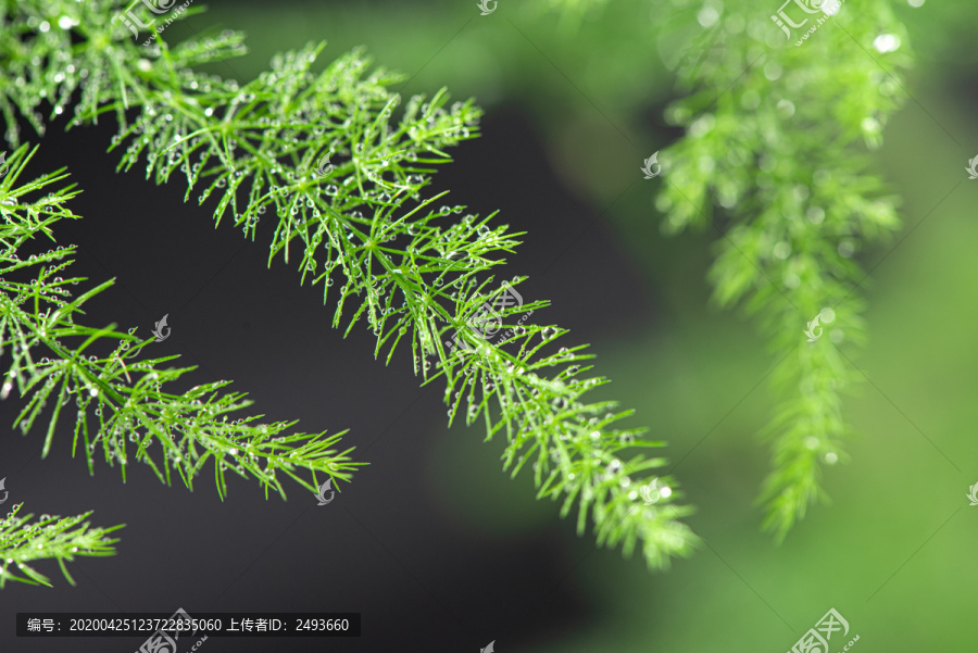 绿色植物水珠雨水