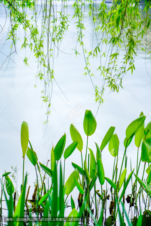 水草芦苇池塘春夏天环境