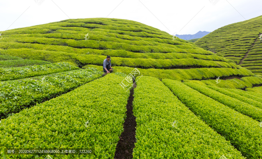 机器采茶