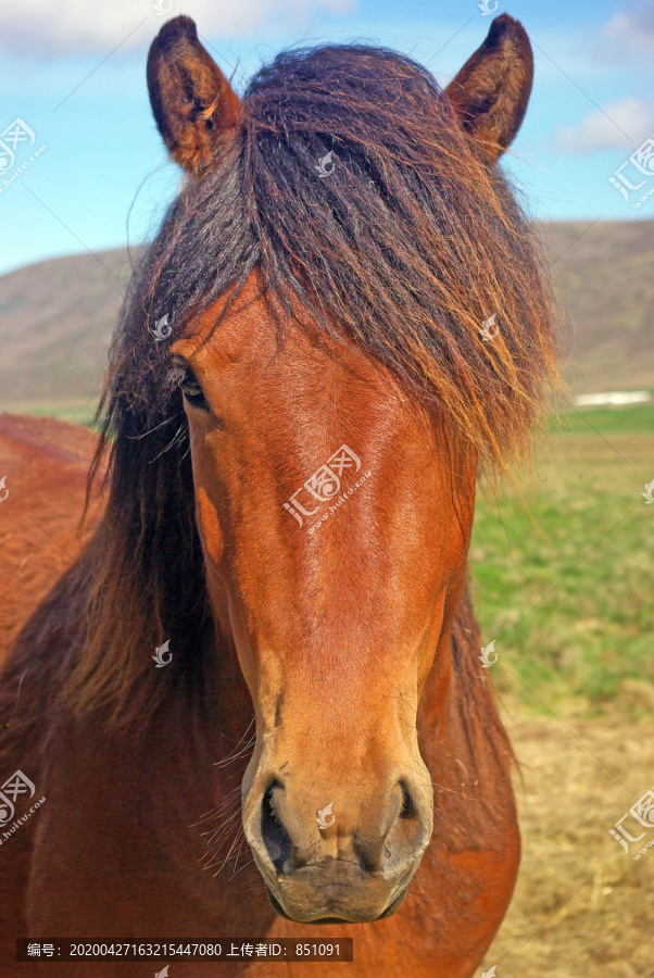 冰岛马的肖像