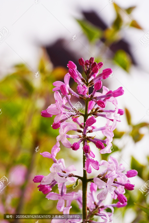 紫丁香花卉