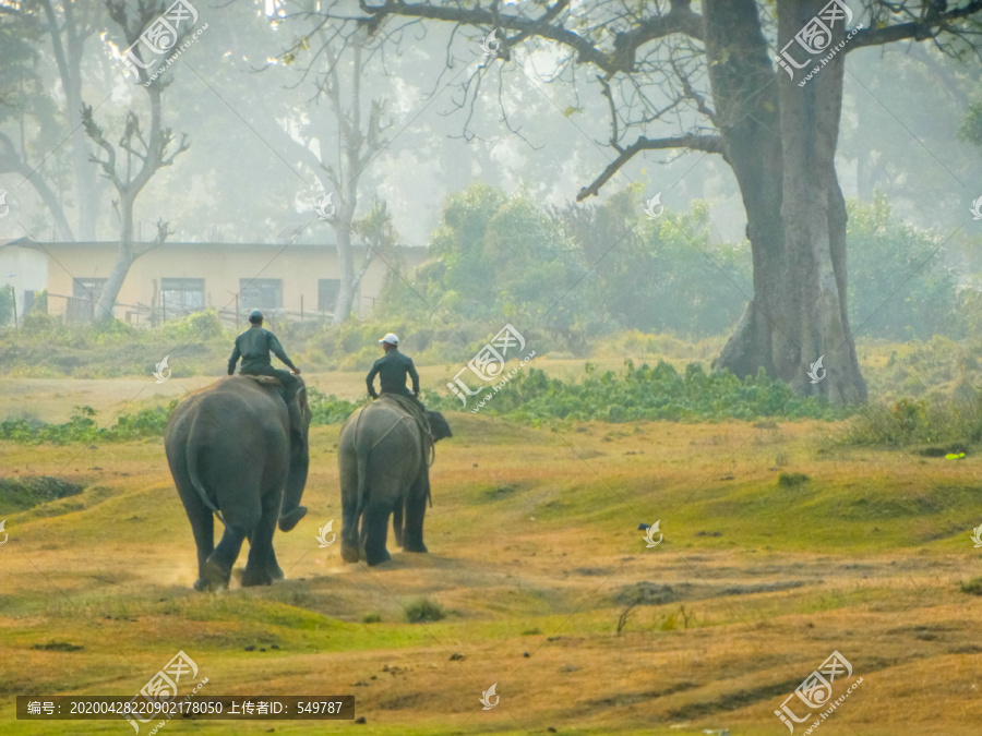尼泊尔大象救助中心